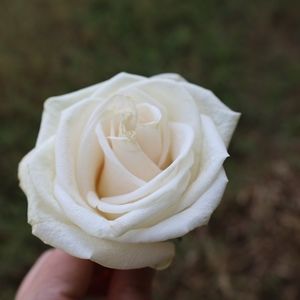 Meet your Posher, Jenny